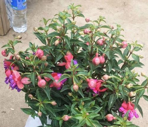 灯笼花如何选用适合的肥料？（选择正确的肥料，让灯笼花更加美丽茂盛）
