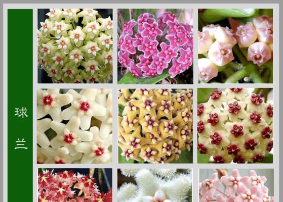 保护野生杜鹃，守护自然生态（野生杜鹃是国家一级保护植物，我们的使命是保护它们）