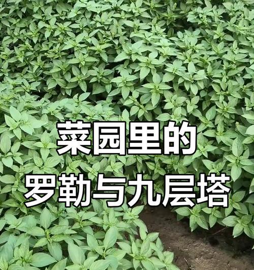 如何种植九层塔（九层塔的种植时间、种植方法及护理技巧）