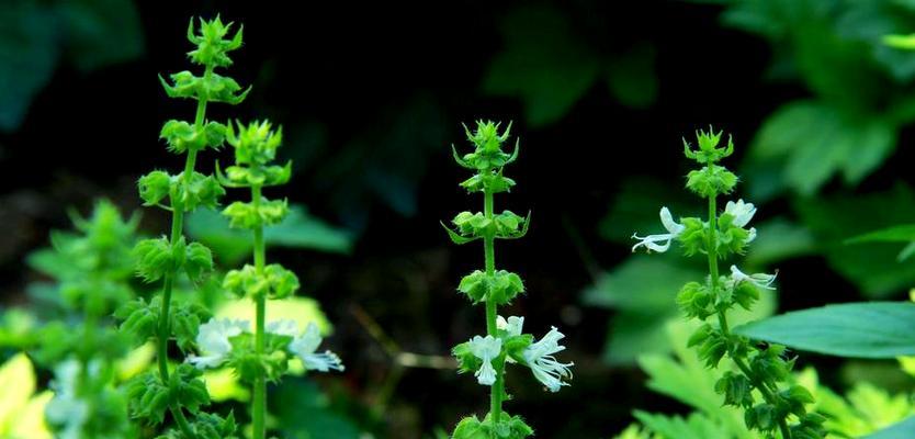 如何种植九层塔（九层塔的种植时间、种植方法及护理技巧）