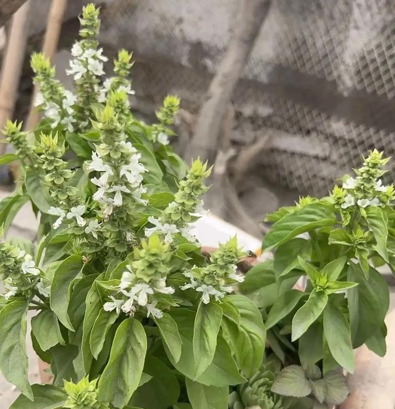如何种植九层塔（九层塔的种植时间、种植方法及护理技巧）