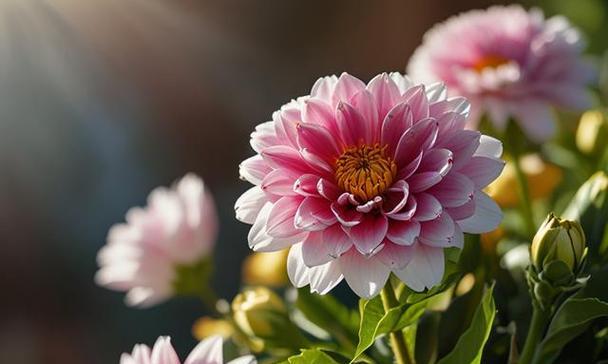 属猴的幸运花——养什么花好（为你的属猴宠物带来好运吧！）