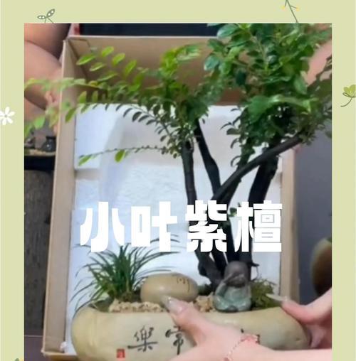 小叶紫檀盆栽种植全攻略（从选购到养护，掌握这些技巧让你的小叶紫檀更健康茁壮）