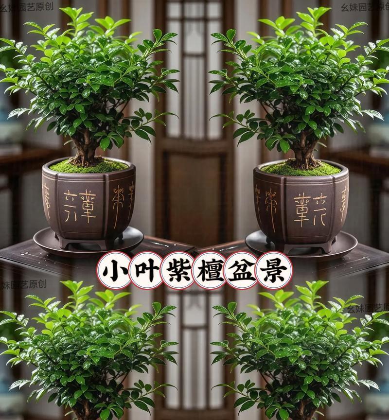 小叶紫檀盆栽种植全攻略（从选购到养护，掌握这些技巧让你的小叶紫檀更健康茁壮）
