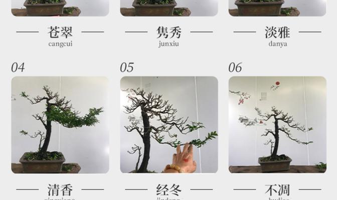 小叶紫檀盆栽种植全攻略（从选购到养护，掌握这些技巧让你的小叶紫檀更健康茁壮）