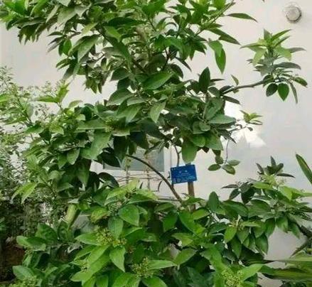 桂圆和桂枝——两种中药材的介绍（了解桂圆和桂枝，探秘中医药文化的精髓）