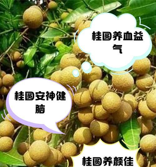 桂圆和桂枝——两种中药材的介绍（了解桂圆和桂枝，探秘中医药文化的精髓）