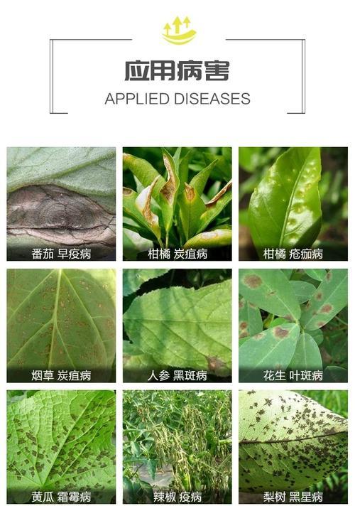 如何预防和治疗柑橘树炭疽病？（掌握炭疽病的发病原因及防治方法，保护柑橘产业发展）