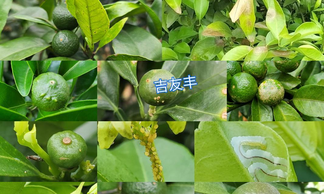 如何预防和治疗柑橘树炭疽病？（掌握炭疽病的发病原因及防治方法，保护柑橘产业发展）
