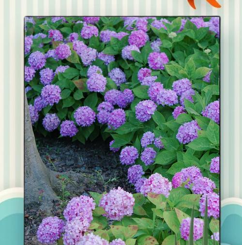 无尽夏开花时间与花期（探秘无尽夏开花时间与花期的神秘之处）
