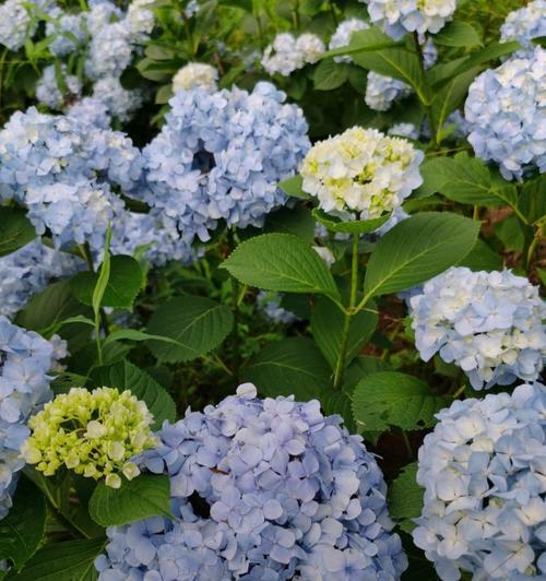 无尽夏开花时间与花期（探秘无尽夏开花时间与花期的神秘之处）