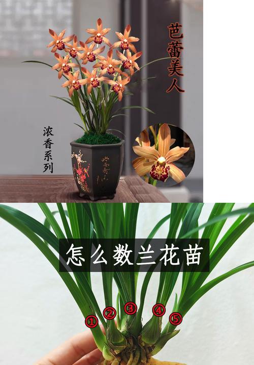 兰花栽种与移植的最佳时间（了解兰花生长周期，选择合适时机进行栽种和移植）