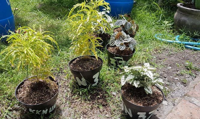 兰花栽种与移植的最佳时间（了解兰花生长周期，选择合适时机进行栽种和移植）