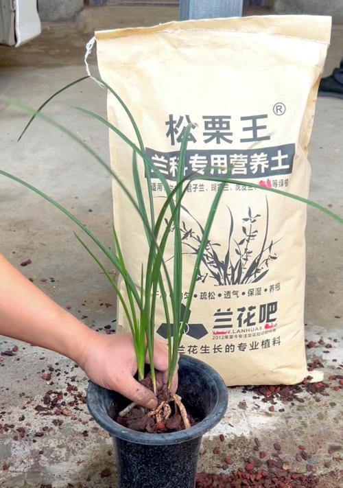 兰花栽种与移植的最佳时间（了解兰花生长周期，选择合适时机进行栽种和移植）