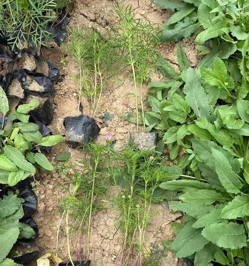 波斯菊的最佳种植时间（掌握波斯菊的种植技巧，打造绚烂花园）