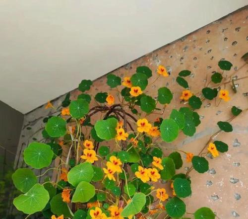 旱金莲的扦插方法与注意事项（掌握正确技巧，让你轻松种出美丽旱金莲）