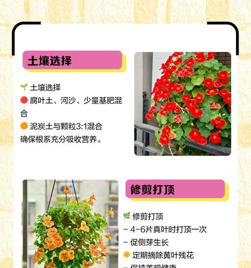 旱金莲的扦插方法与注意事项（掌握正确技巧，让你轻松种出美丽旱金莲）