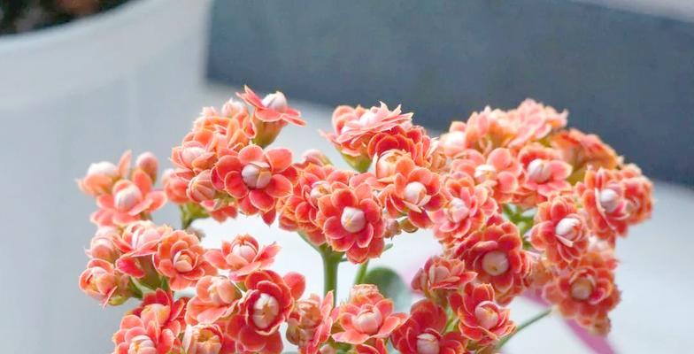 北卧室最适合养这些花卉植物（打造舒适温馨的北卧室生态环境）