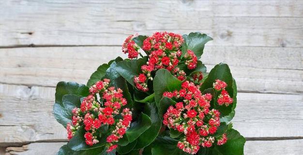 北卧室最适合养这些花卉植物（打造舒适温馨的北卧室生态环境）