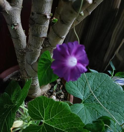 喇叭花的开花时间及特点（了解喇叭花的生长周期，掌握开花季节，惊叹其美丽姿态）