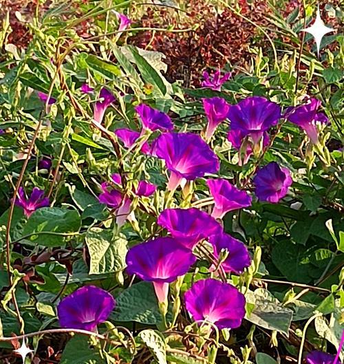 喇叭花的开花时间及特点（了解喇叭花的生长周期，掌握开花季节，惊叹其美丽姿态）