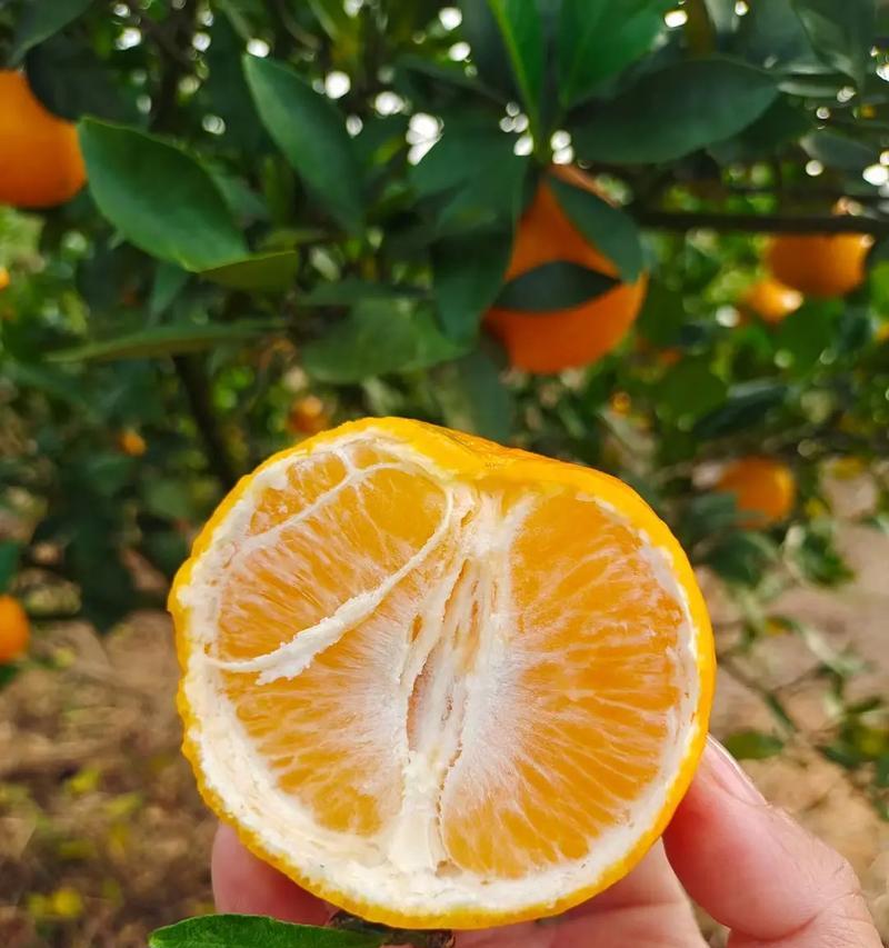 皇帝柑，中国南方的酸甜美味（探寻皇帝柑的起源、品质特点及制作方法）