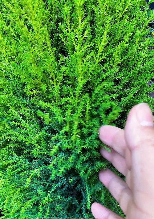 养香松风水的好处（打造家居美好生活，香松为你传递好气息）