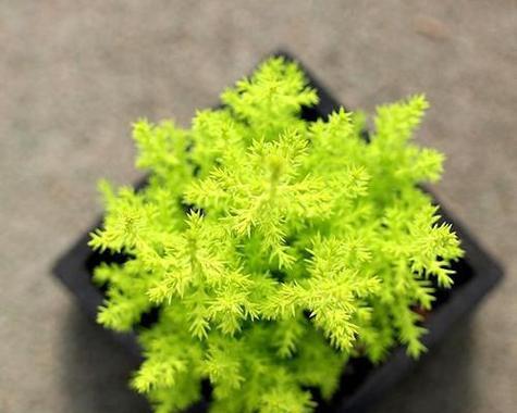 养香松风水的好处（打造家居美好生活，香松为你传递好气息）