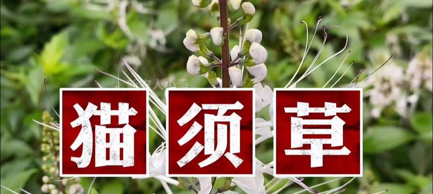 探秘猫须草的神奇功效（猫须草是什么？猫须草有哪些作用？）