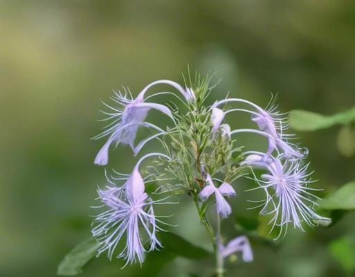 探秘猫须草的神奇功效（猫须草是什么？猫须草有哪些作用？）