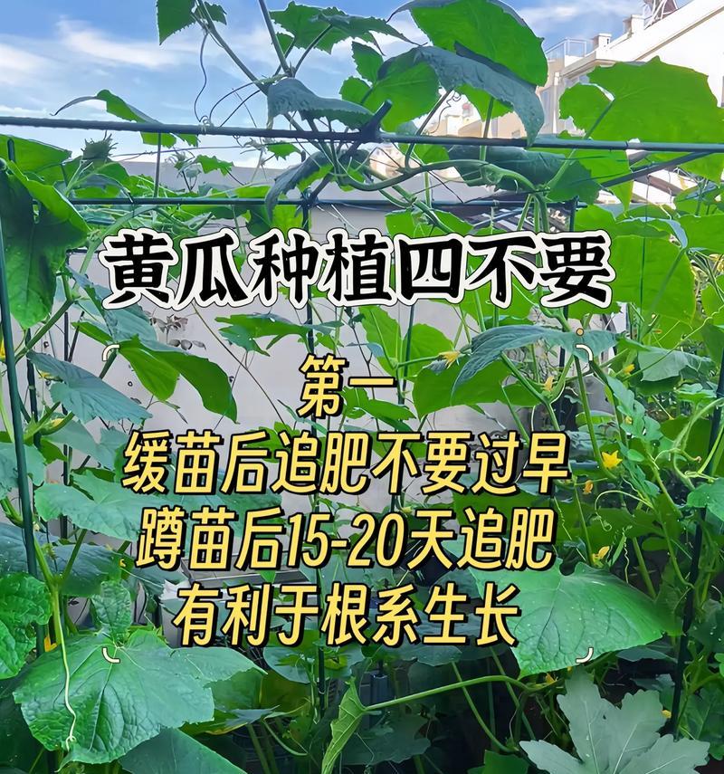 小黄瓜的种植时间和方法（打造丰收的小黄瓜园，小黄瓜种植前需要注意哪些问题？）