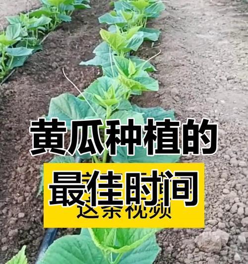 小黄瓜的种植时间和方法（打造丰收的小黄瓜园，小黄瓜种植前需要注意哪些问题？）