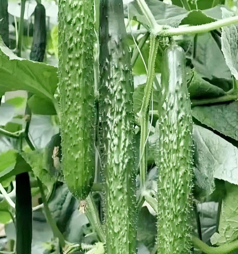 小黄瓜的种植时间和方法（打造丰收的小黄瓜园，小黄瓜种植前需要注意哪些问题？）