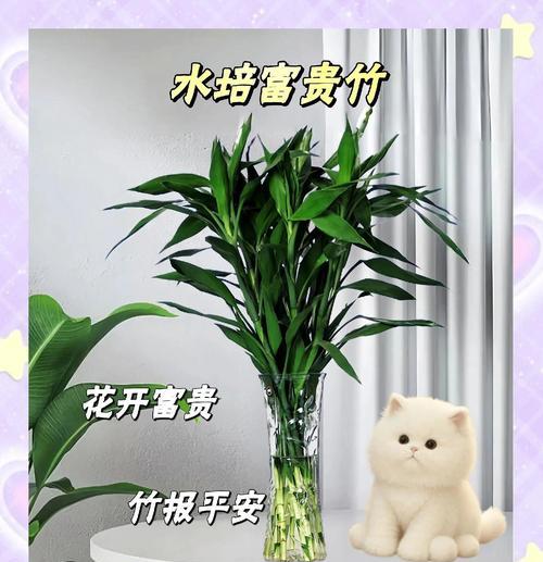 富贵竹（热爱阳光的富贵竹）