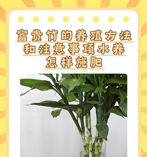 富贵竹（热爱阳光的富贵竹）