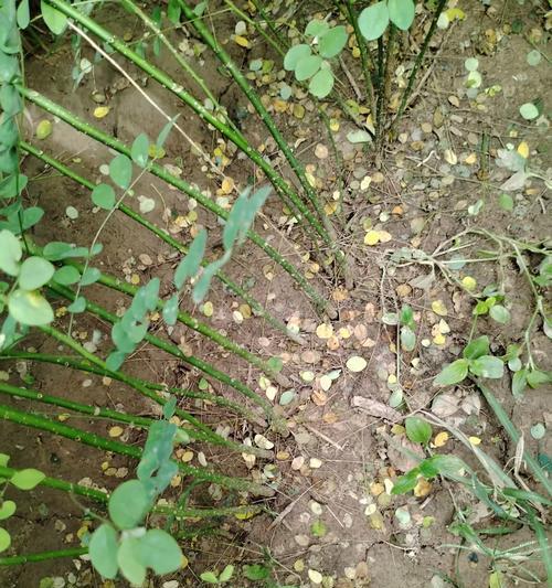 国槐——一种被子植物（了解国槐的分类、特点和应用）