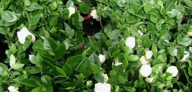 米汤适合浇什么花？（探究米汤浇花的奥秘）