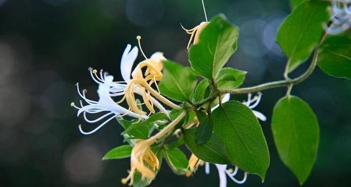 米汤适合浇什么花？（探究米汤浇花的奥秘）