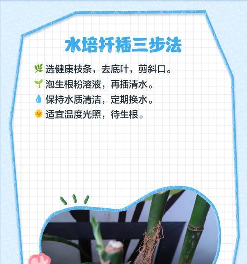 富贵竹水培养殖技巧（轻松掌握，让富贵竹更繁茂）