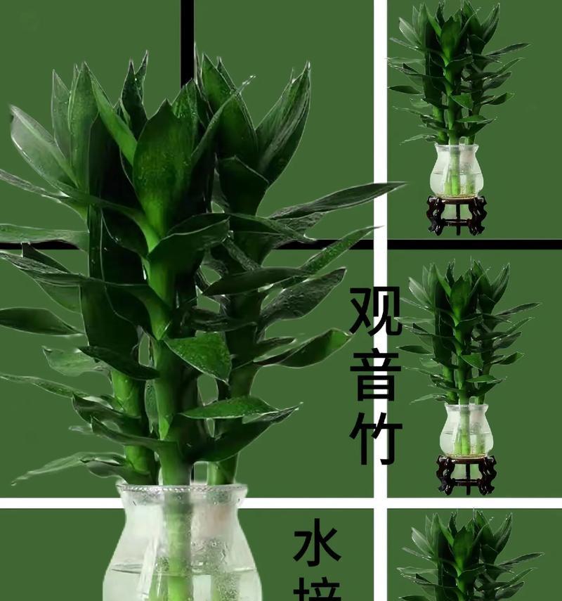 富贵竹水培养殖技巧（轻松掌握，让富贵竹更繁茂）
