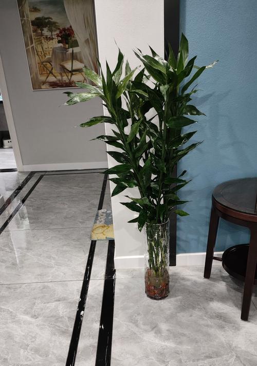富贵竹水培养殖技巧（轻松掌握，让富贵竹更繁茂）