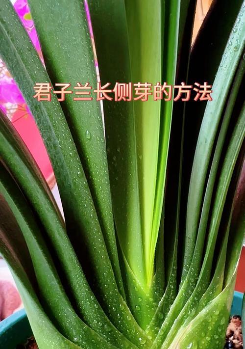 君子兰种子发芽全过程（掌握君子兰种子发芽的时间和技巧，轻松种植健康植物）