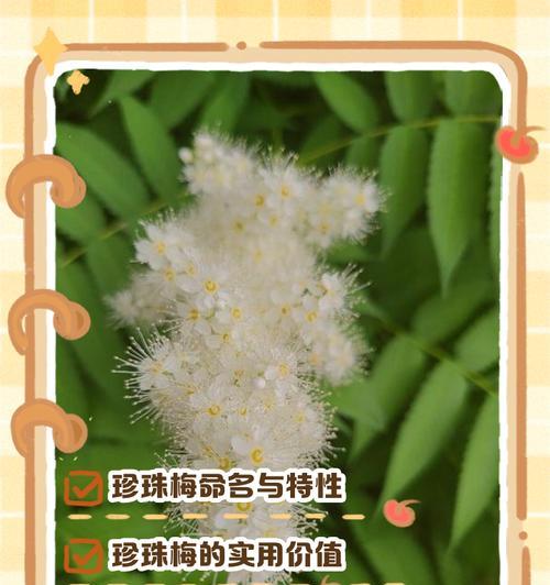 珍珠梅的花语和寓意（探秘珍珠梅的神秘花语和象征意义）