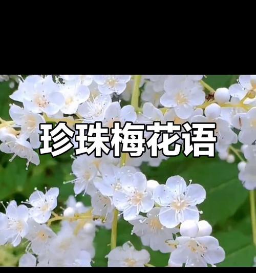 珍珠梅的花语和寓意（探秘珍珠梅的神秘花语和象征意义）