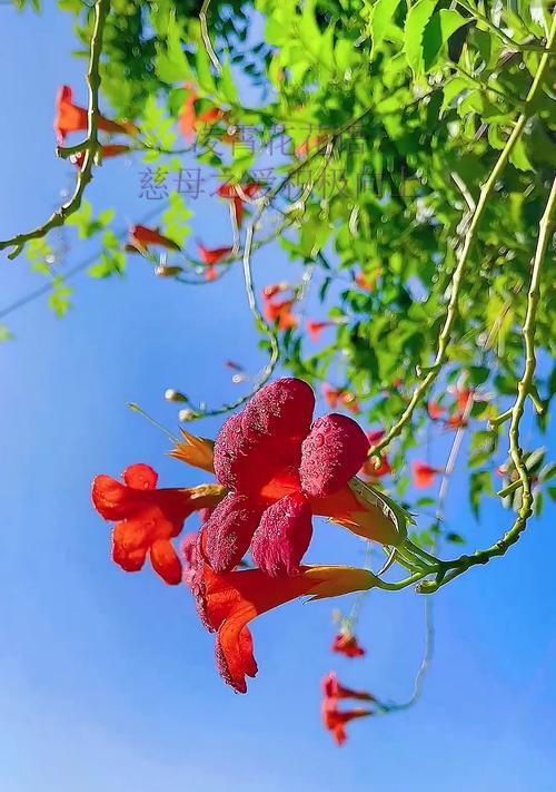 凌霄花的花语——热烈的爱情与勇敢的追求（探寻凌霄花的花语）