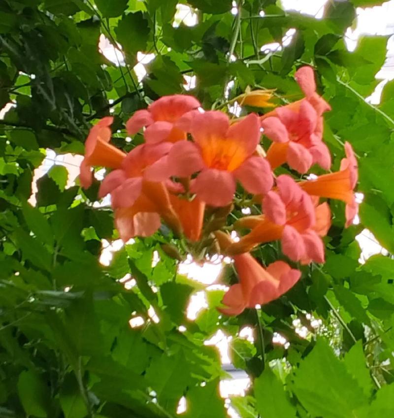 凌霄花的花语——热烈的爱情与勇敢的追求（探寻凌霄花的花语）