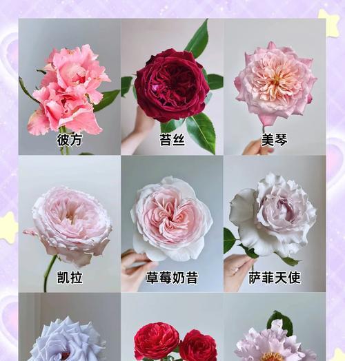 玫瑰花的数量所代表的含义（玫瑰花数量的象征意义及文化解读）