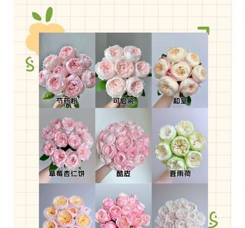 玫瑰花的数量所代表的含义（玫瑰花数量的象征意义及文化解读）