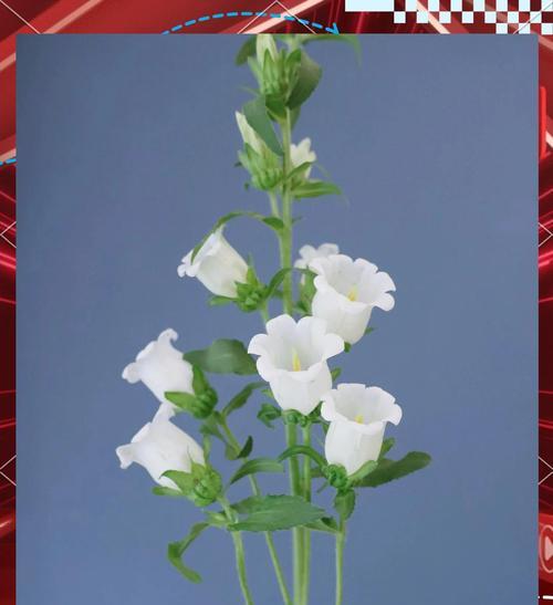 缤纷风铃草（以花语为线索）