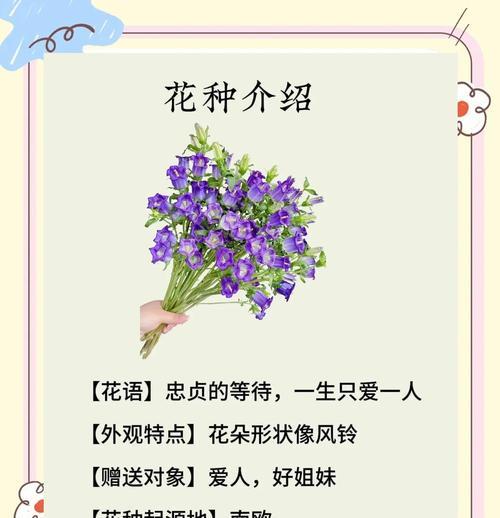 缤纷风铃草（以花语为线索）